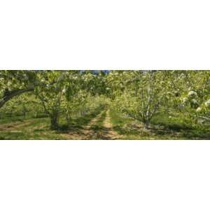  Pear Trees in a Farm, Peshastin, Chelan County, Washington 