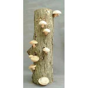  Shiitake Mushroom Log   Fresh Mushrooms