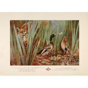   Ducks Ducklings Fox Ernest Linzell   Original Print