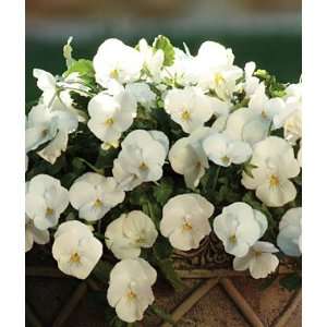  Pansy, Spreading, Plentifall White 6 Plants Patio, Lawn & Garden