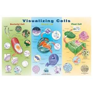 SciEd Visualizing Cells Poster; Laminated  Industrial 
