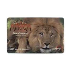   of Africa   Lion Busch Gardens (Tampa Bay, Florida) 