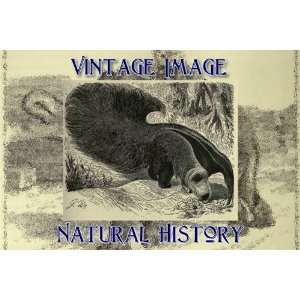   Art Card Greetings Card Vintage Natural History Image Great Anteater