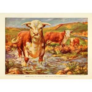  1925 Print Herefords Beef Breed Wild Bull Bison Cattle 