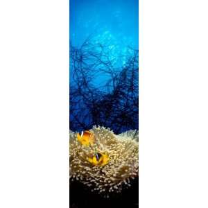  Mat Anemone and Allards Anemonefish in the Ocean 