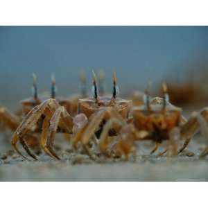  Ghost Crabs (Ocypode Albicans) Scuttling in Formation Animals 