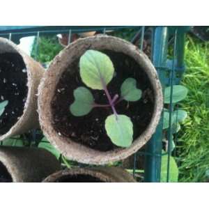  3 Inch Red Cabbage Plants Patio, Lawn & Garden