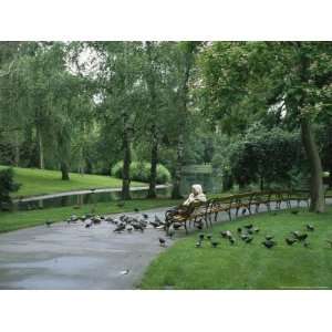  A Woman Feeds Pigeons in the City Park in Vienna National 