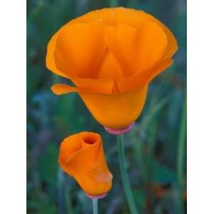  California Poppies, Antelope Valley, California, USA 