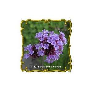   Lb   Purpletop Vervain Bulk Wildflower Seeds Patio, Lawn & Garden
