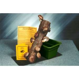   14 15 Shiitake Mushroom Logs with Soaking Trays Patio, Lawn & Garden