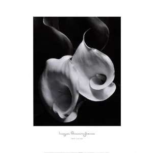  Two Callas Imogen Cunningham. 22.00 inches by 28.00 