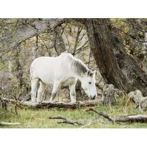  Wild Horses, El Calafate, Patagonia, Argentina, South America 