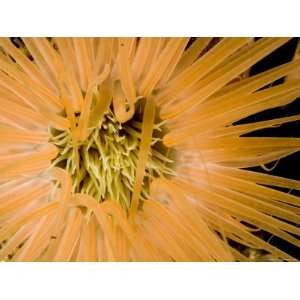  Closeup of a Tube Anemone, Malapascua Island, Philippines 