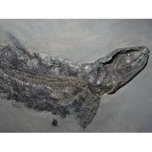 Fossil Lobe Finned Fish (Eusthenopteron), Late Devonian Period, 360 M 