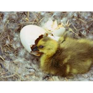  Gosling Rests in a Down Lined Nest Near an Empty Egg Shell 