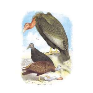  California Condor, Turkey Buzzard, and Carrion Crow by 