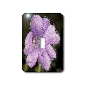  Flowers   Decorative colorful garden botanic classic plant purple 