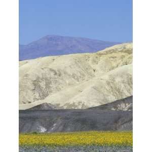 El Nino Wildflowers in Death Valley and the Funeral Mountains 