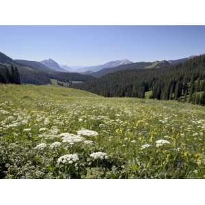  Sunflower with Crested Butte in Distance, Washington Gulch, Colorado 