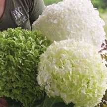 Incrediball Hydrangea  