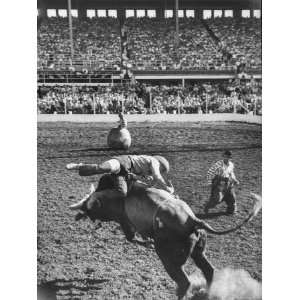  Cowboy Riding a Brahman Bull, at Iowa State Fair Stretched 