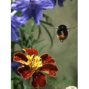  Bee, Worker Flying Past Marigold Flower, Oxon Photographic 