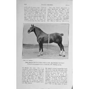   1913 Champion Hackney Stallion Hopwood Viceroy Horse