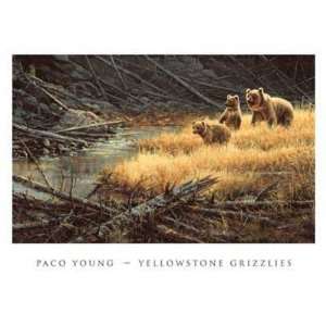  Yellowstone Grizzlies by Paco Young. Size 25.00 X 15.50 