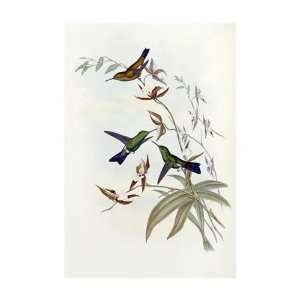  John Gould   Family Of Hummingbirds Giclee
