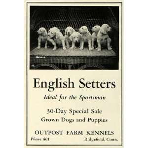  Ad Outpost Farm Kennels English Setter Puppies Sportsman Hunting Dog 
