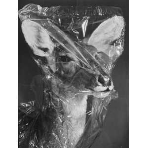  African Nayala Antelope Covered in Cellophane by 
