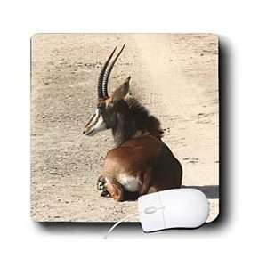   Animals   South African Sable antelope   Mouse Pads Electronics