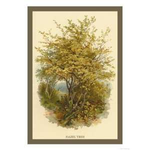 Hazel Tree Giclee Poster Print by W.h.j. Boot, 24x32