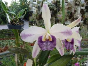 Orchid Plant Lc. Indigo Mist Cynosure HCC AOS  