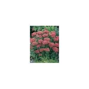  Sedum  Autumn Joy Patio, Lawn & Garden