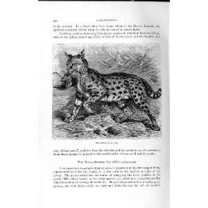   NATURAL HISTORY 1893 94 CARNIVORE SERVAL WILD ANIMAL
