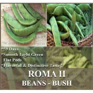   Bean seeds   BUSH TYPE  ITALIAN ROMANO FLAVOR High yields Bush type