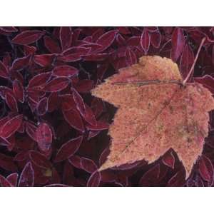  Fall Maple Tree Leaf, Acer, on Frosted Blueberry Leaves 