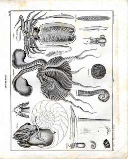 Linsenstein (Nummulites lenticularis), Perlboot/Nautilus (Nautilus 