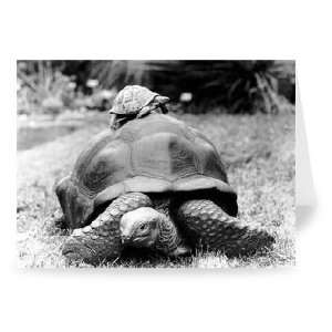  Turtle power   Greeting Card (Pack of 2)   7x5 inch 