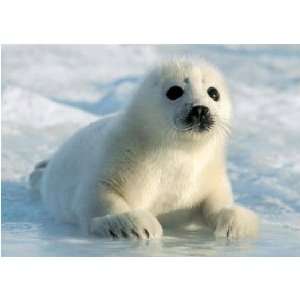  Baby Seal Cub   Nature Poster (Size 34 x 24)