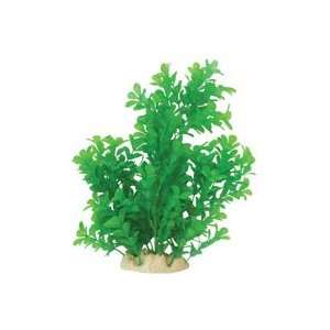  Natural Elements Bacopa   Layered Bush   13 in. Kitchen 