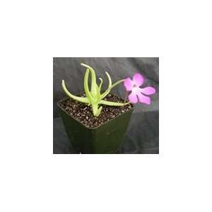  Pinguicula moctezumae Patio, Lawn & Garden