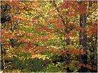 Autumn Fall Forest Trees Counted Cross Stitch Pattern