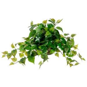  12Hx25Wx32L Philodendron in Low Bowl Green (Pack of 2 
