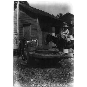 San Juan,Puerto Rico,1920,Boy on Horse,watering place  