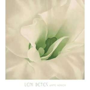   White Azalea Finest LAMINATED Print Leni Betes 30x34