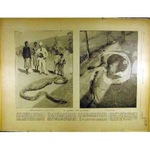  1902 Snake Swallow Pig Boa Sanglier Ouvert French Print 