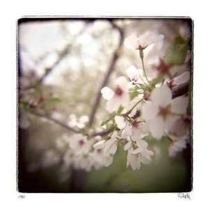  Cherry Blossoms by Rebecca Tolk, 28x28
